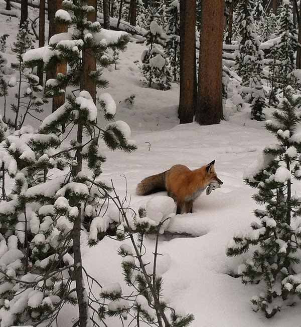 Bild 2 der Jagdschule Jägervereinigung DIANA Wiesbaden e.V.