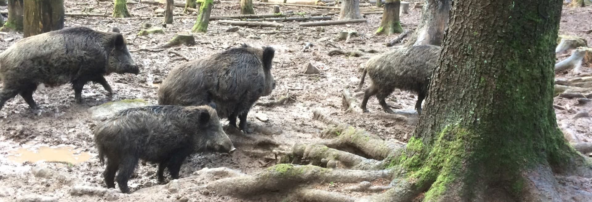 Bild 2 der Jagdschule JAGD-Schule für praxis-integrierte Jagdausbildung