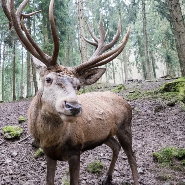 Bild 1 der Jagdschule JAGD-Schule für praxis-integrierte Jagdausbildung