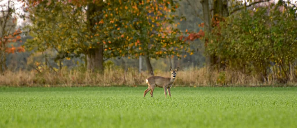 Bild 3 der Jagdschule Jagdschule des LJV in OVP