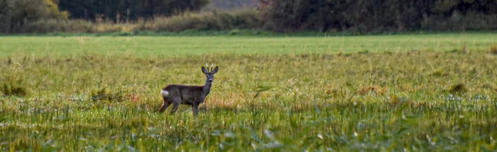 Bild 2 der Jagdschule Jagdschule des LJV in OVP
