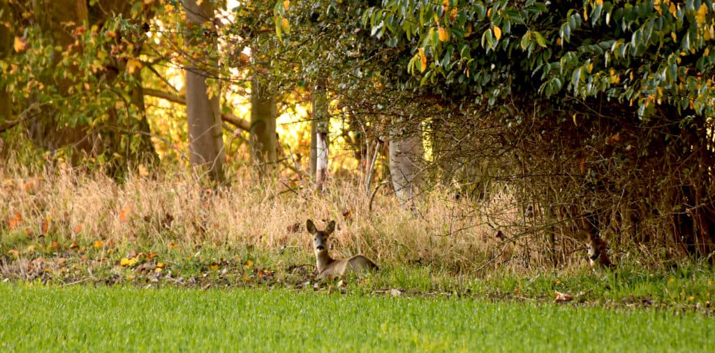 Bild 4 der Jagdschule Jagdschule des LJV in OVP