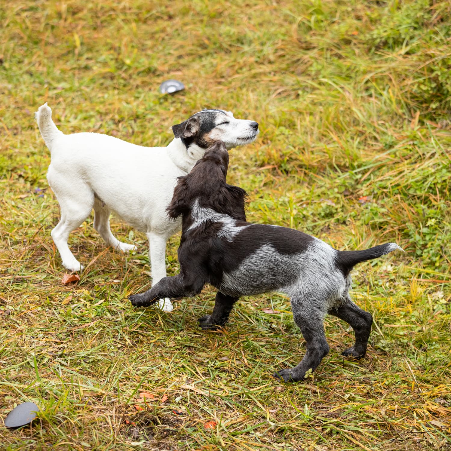 Bild 3 der Jagdschule Jagdschule Hoheneder