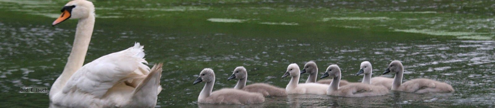 Bild 1 der Jagdschule Jägervereinigung Schwäbisch Hall e.V.