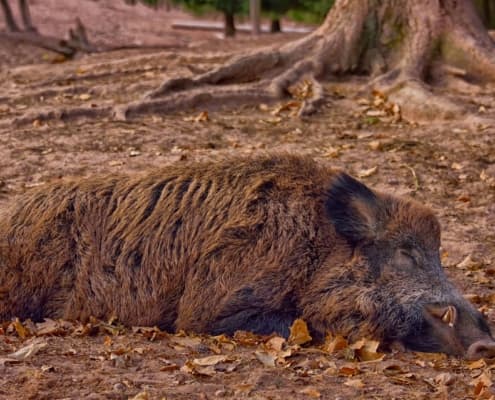 Bild 4 der Jagdschule Jagdschule Welte
