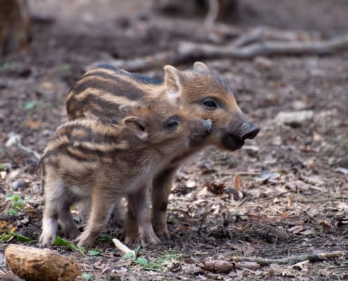 Bild 3 der Jagdschule Jagdschule Welte