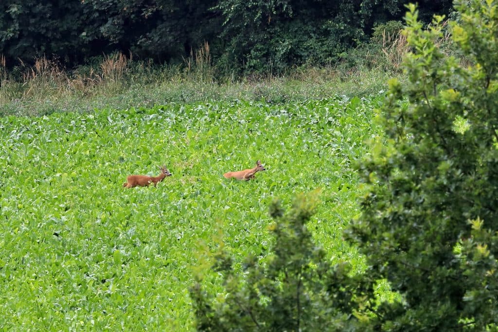 Bild 1 der Jagdschule Oberösterreichischer Landesjagdverband