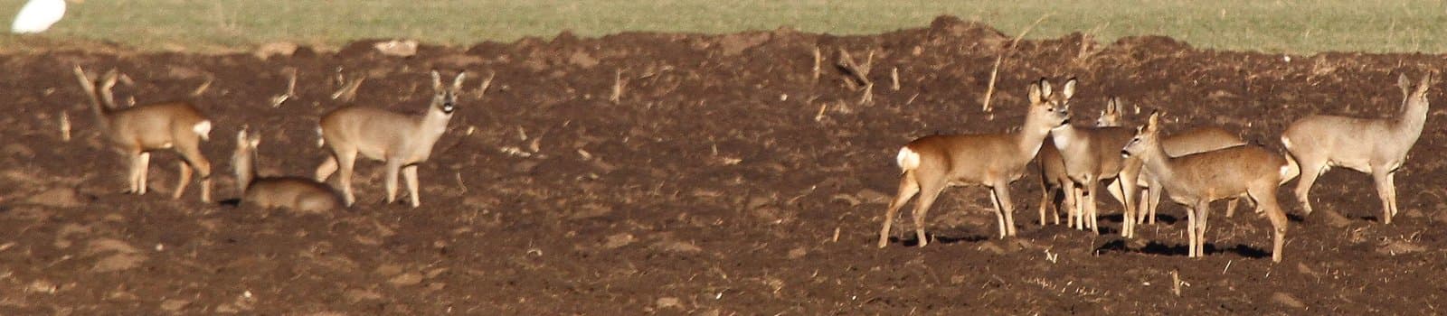 Bild 1 der Jagdschule Kreisjägervereinigung Buchen e.V.