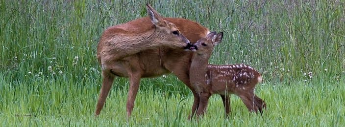 Bild 3 der Jagdschule Kreisjägervereinigung Buchen e.V.