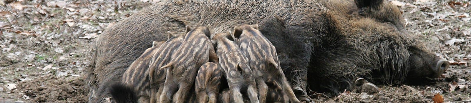 Bild 4 der Jagdschule Kreisjägervereinigung Buchen e.V.