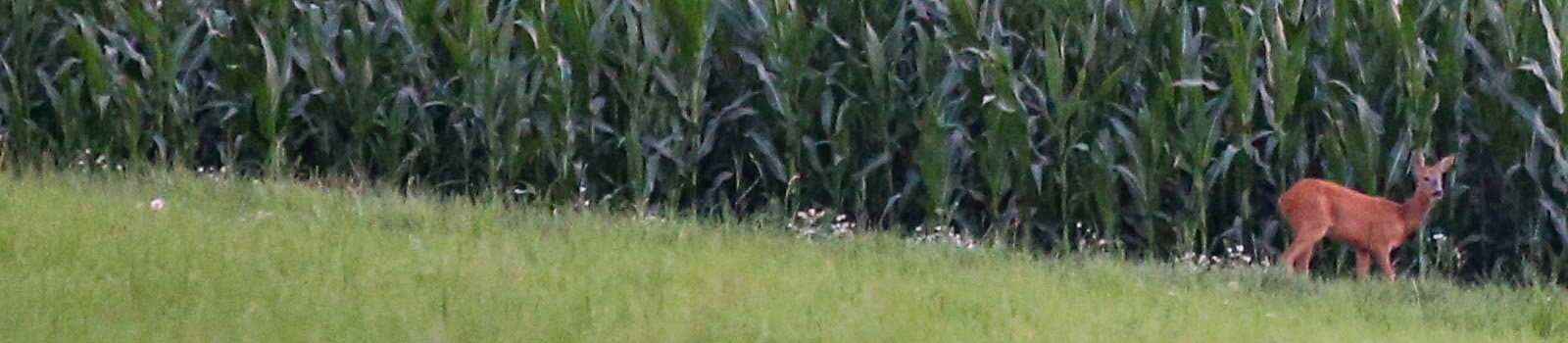 Bild 2 der Jagdschule Kreisjägervereinigung Buchen e.V.