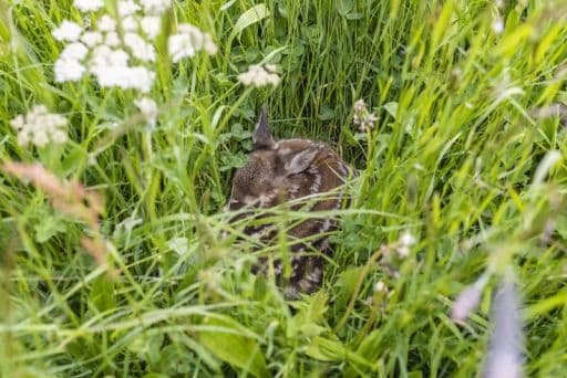 Bild 2 der Jagdschule Jagdschule Forchheim