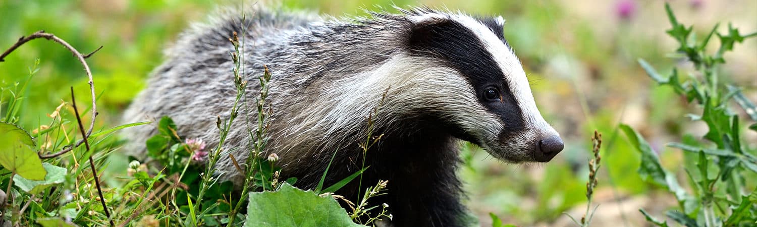 Bild 1 der Jagdschule Jagdschule Enste