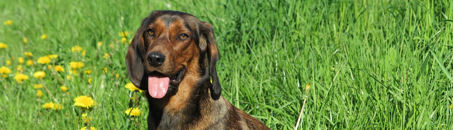 Bild 2 der Jagdschule Jagdschule Enste