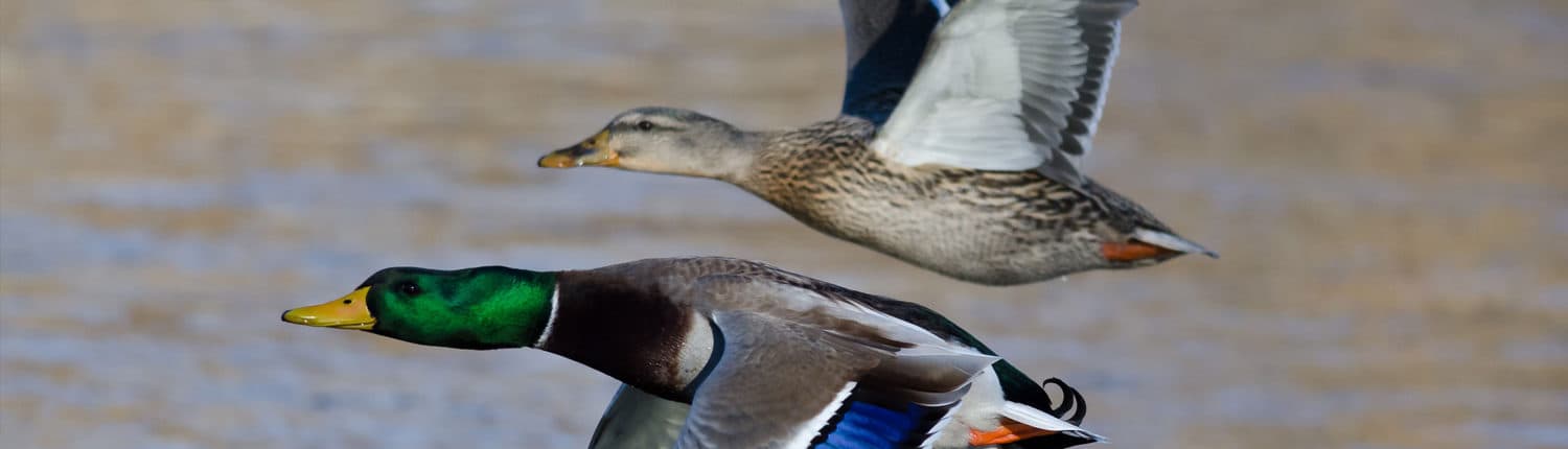 Bild 5 der Jagdschule Jagdschule Enste