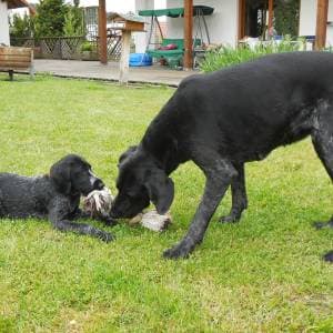 Bild 2 der Jagdschule Jagdschule Ausbildungszentrum für Jagd und Schießsport