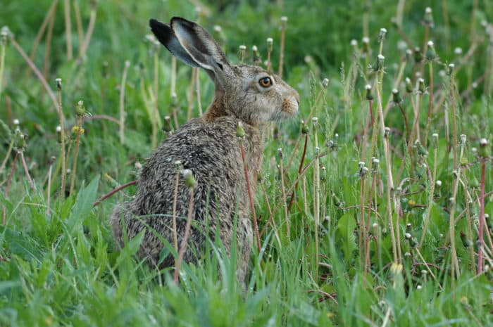 Bild 5 der Jagdschule Niederösterreichischer Landesjagdverband