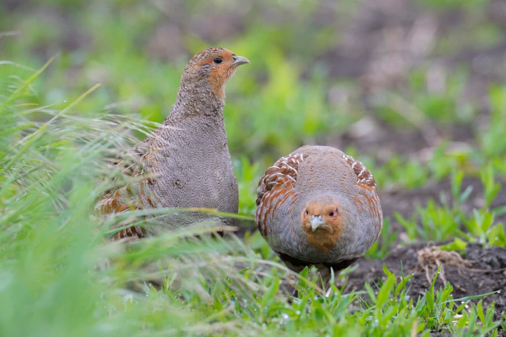 Bild 3 der Jagdschule Niederösterreichischer Landesjagdverband