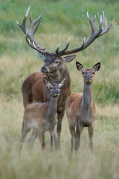 Bild 4 der Jagdschule Niederösterreichischer Landesjagdverband