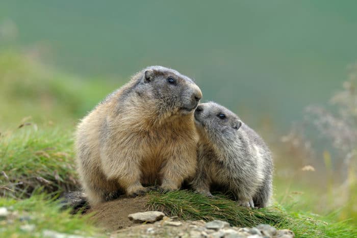 Bild 2 der Jagdschule Niederösterreichischer Landesjagdverband