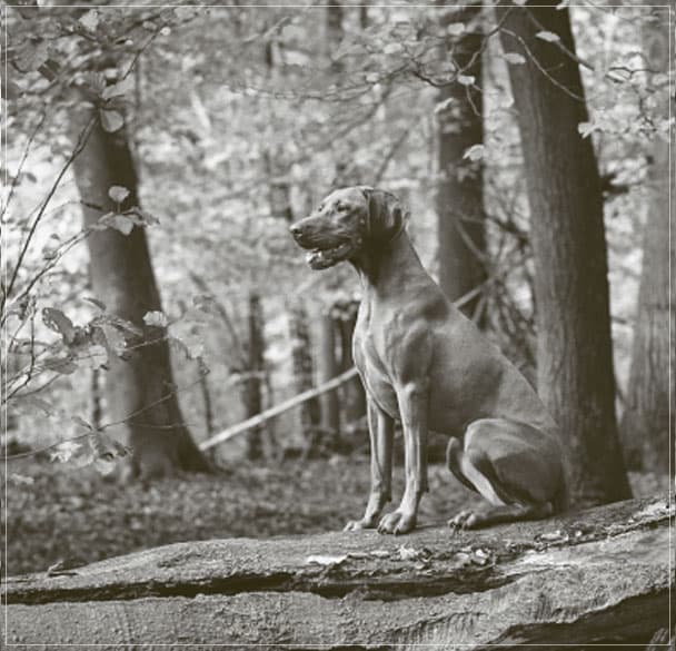 Bild 1 der Jagdschule Jagdschule Gut Grambow