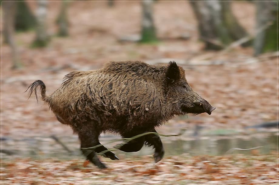 Bild 2 der Jagdschule Jagdschule Gut Grambow