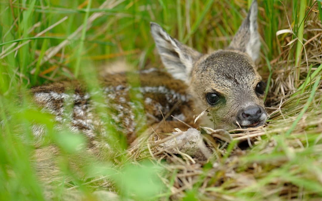 Bild 3 der Jagdschule Jagdschule Roscher