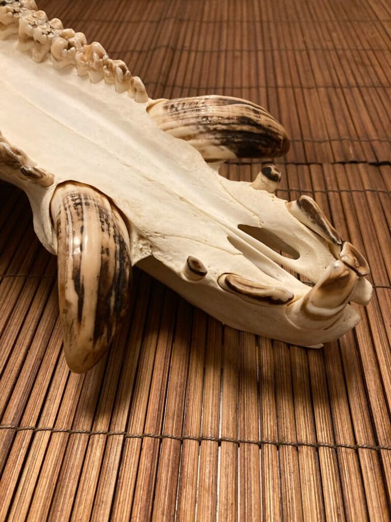 Bild 1 der Jagdschule Jagdschule - Am Stettiner Haff