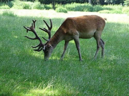 Bild 4 der Jagdschule Jagdschule Schongau