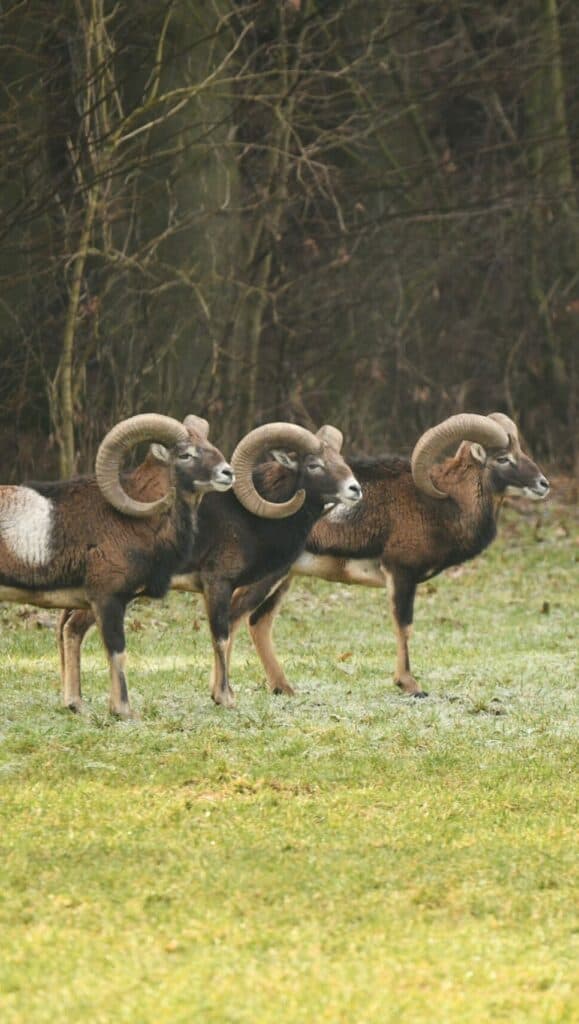 Bild 1 der Jagdschule Jagdschule Jägerschaft Gera e.V.