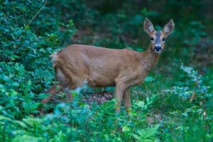 Bild 3 der Jagdschule Natur- und Jagdschule Edelweiss