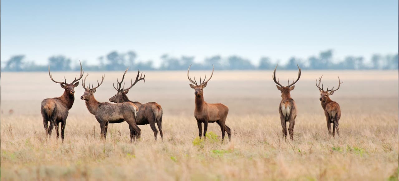 Bild 4 der Jagdschule Natur- und Jagdschule Edelweiss