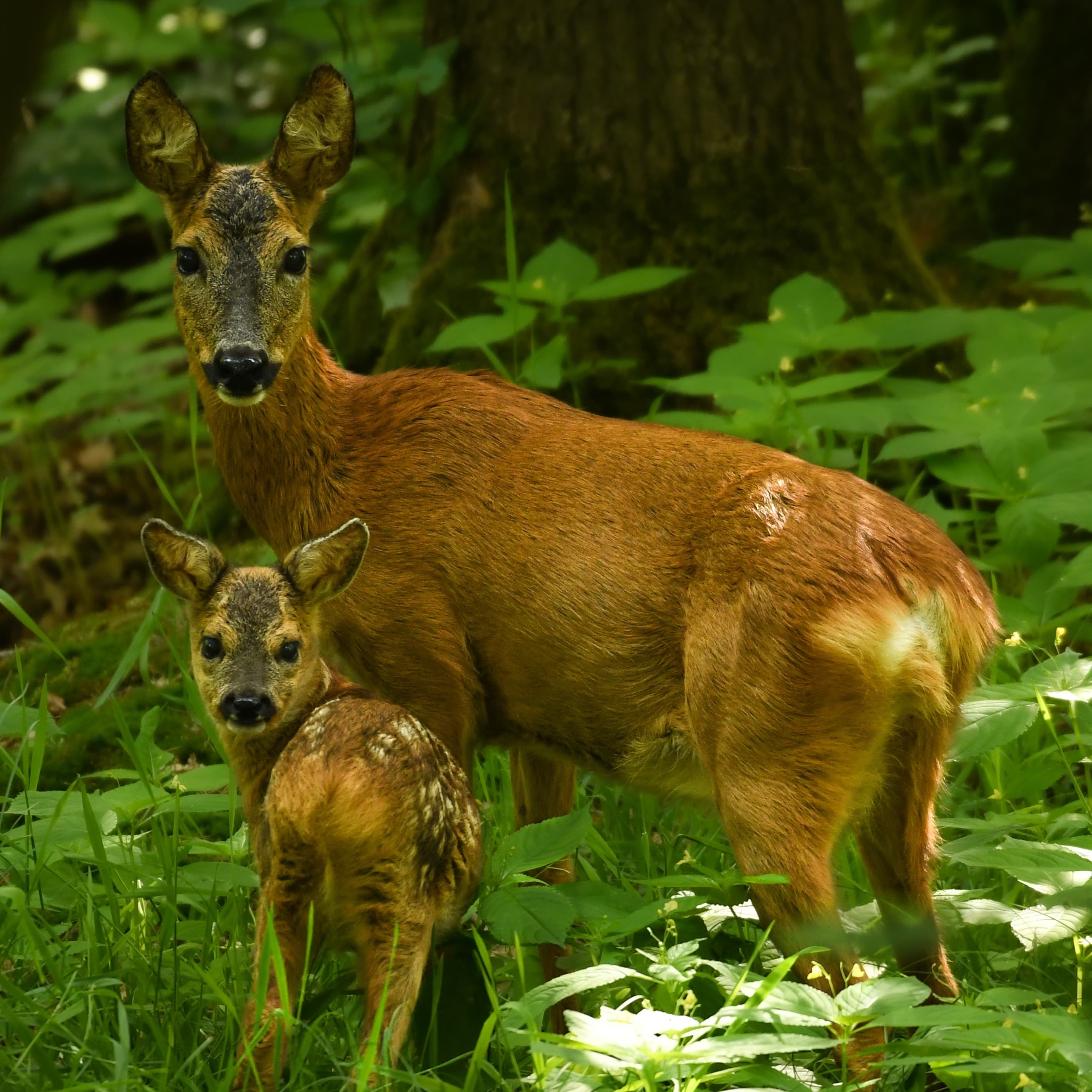 Bild 2 der Jagdschule Jagdakademie Körbis