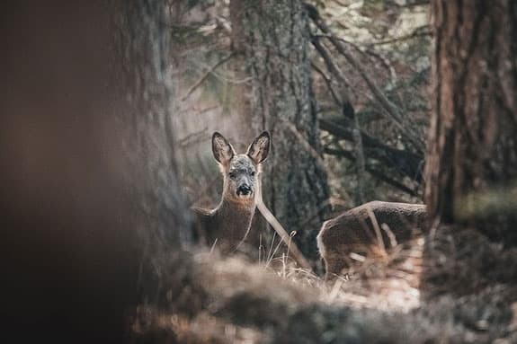 Bild 1 der Jagdschule ÖJFN Hamburg e.V.