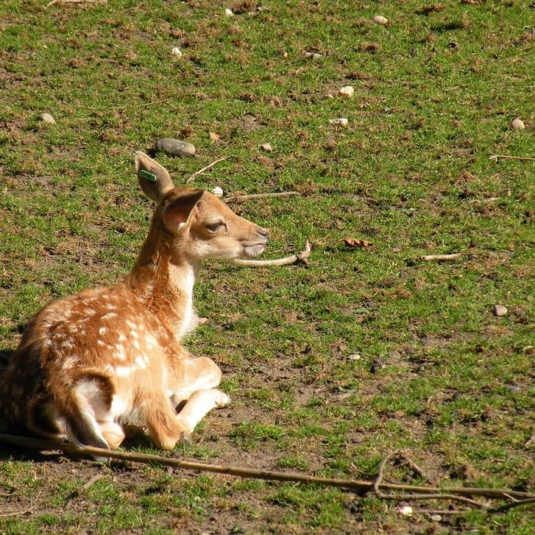 Bild 5 der Jagdschule Jagdverein Untertaunus e.V.