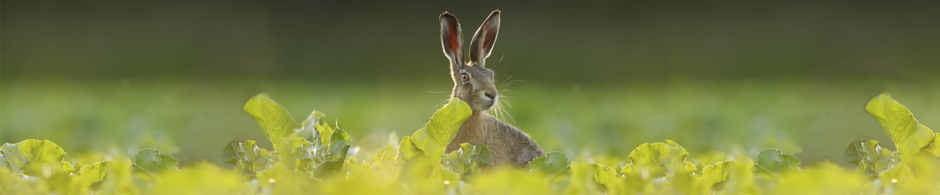 Bild 1 der Jagdschule Landesjagdverband Rheinland-Pfalz e.V.