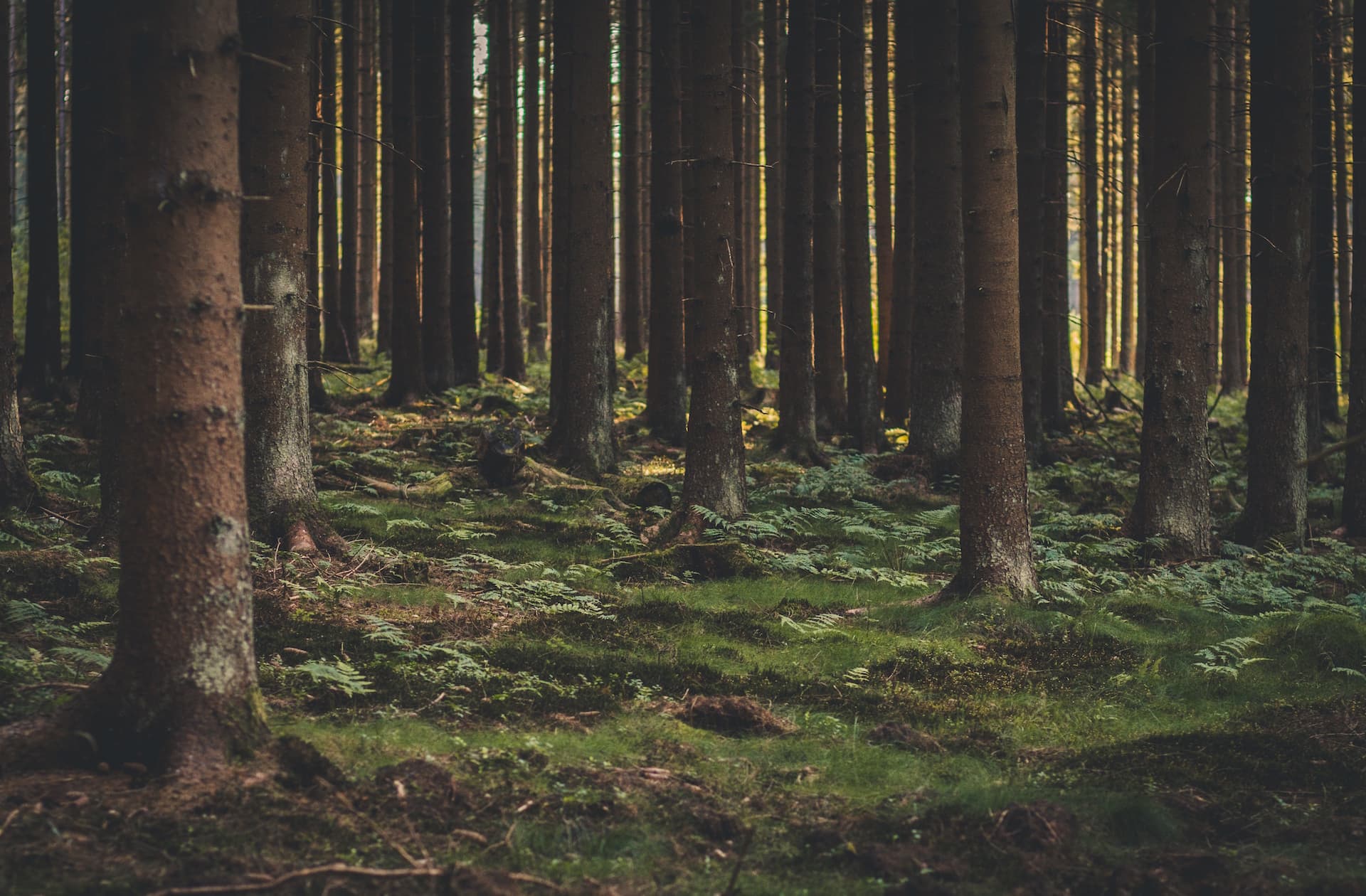 Bild 1 der Jagdschule Jagdschule Schorfheide