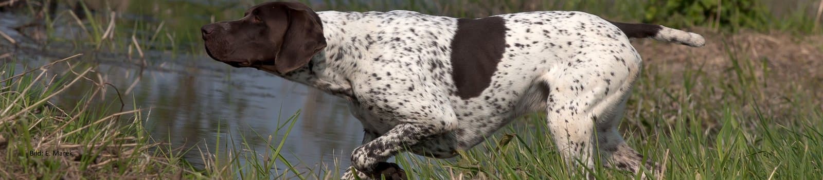 Bild 3 der Jagdschule Jagdschule der KJV Rottweil