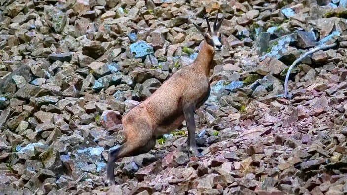 Bild 1 der Jagdschule Jagdschule der KJV Rottweil