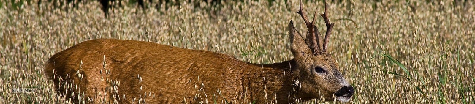 Bild 4 der Jagdschule Jagdschule der KJV Rottweil