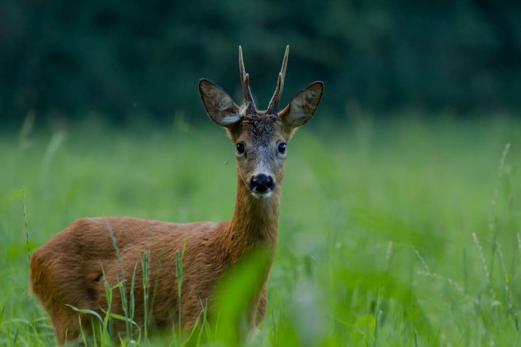 Bild 3 der Jagdschule Jagdschule Hochtaunus