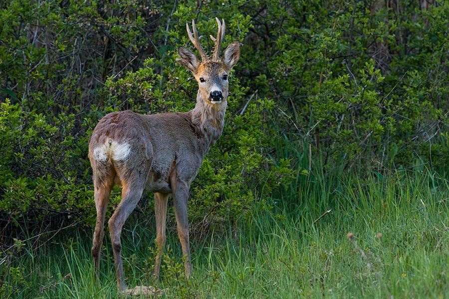 Bild 3 der Jagdschule Jagdschule Emsland