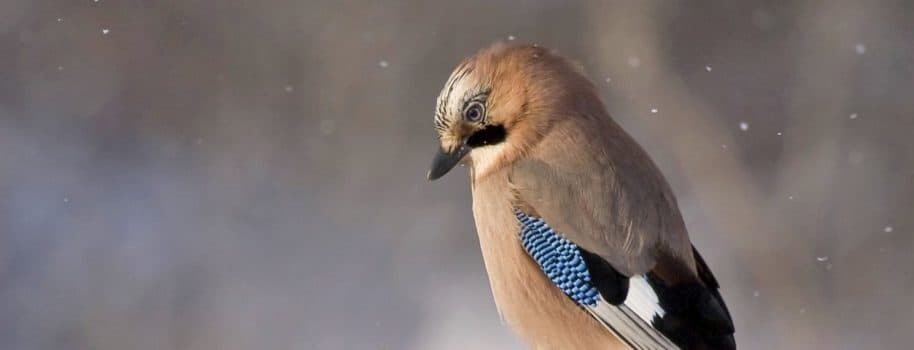 Bild 1 der Jagdschule Deutsche Waidmannsgilde e.V.