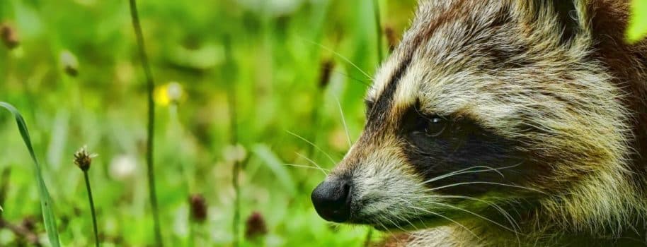 Bild 2 der Jagdschule Deutsche Waidmannsgilde e.V.