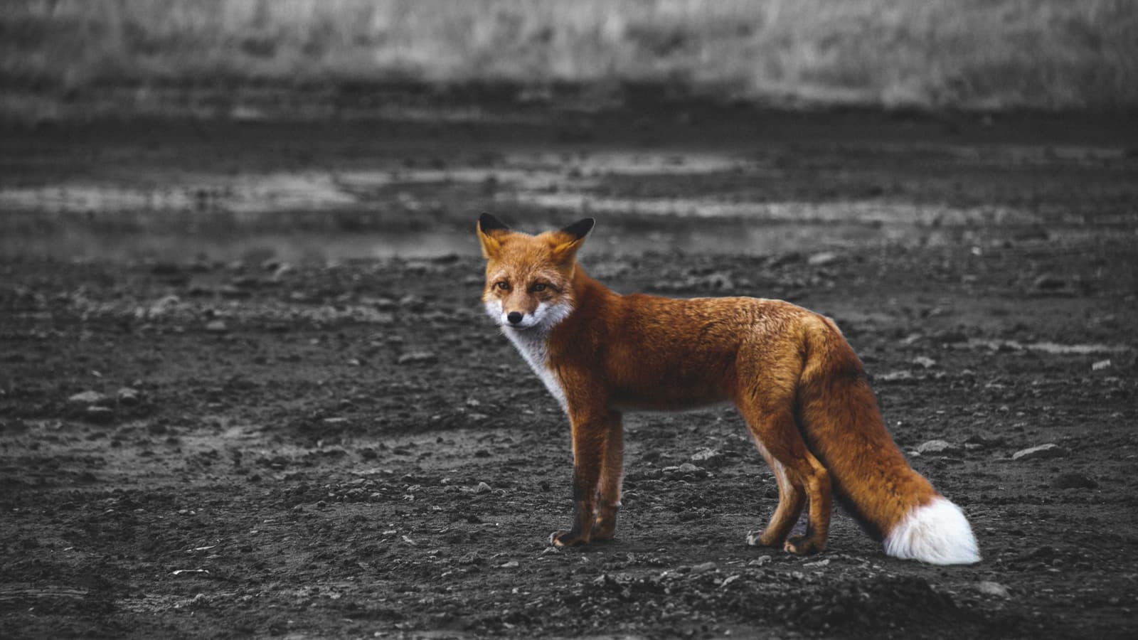 Bild 2 der Jagdschule Schönebecker Jagd- & Naturschule