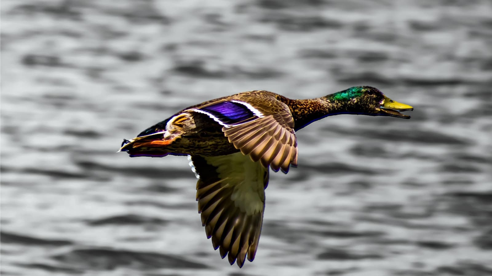 Bild 1 der Jagdschule Schönebecker Jagd- & Naturschule