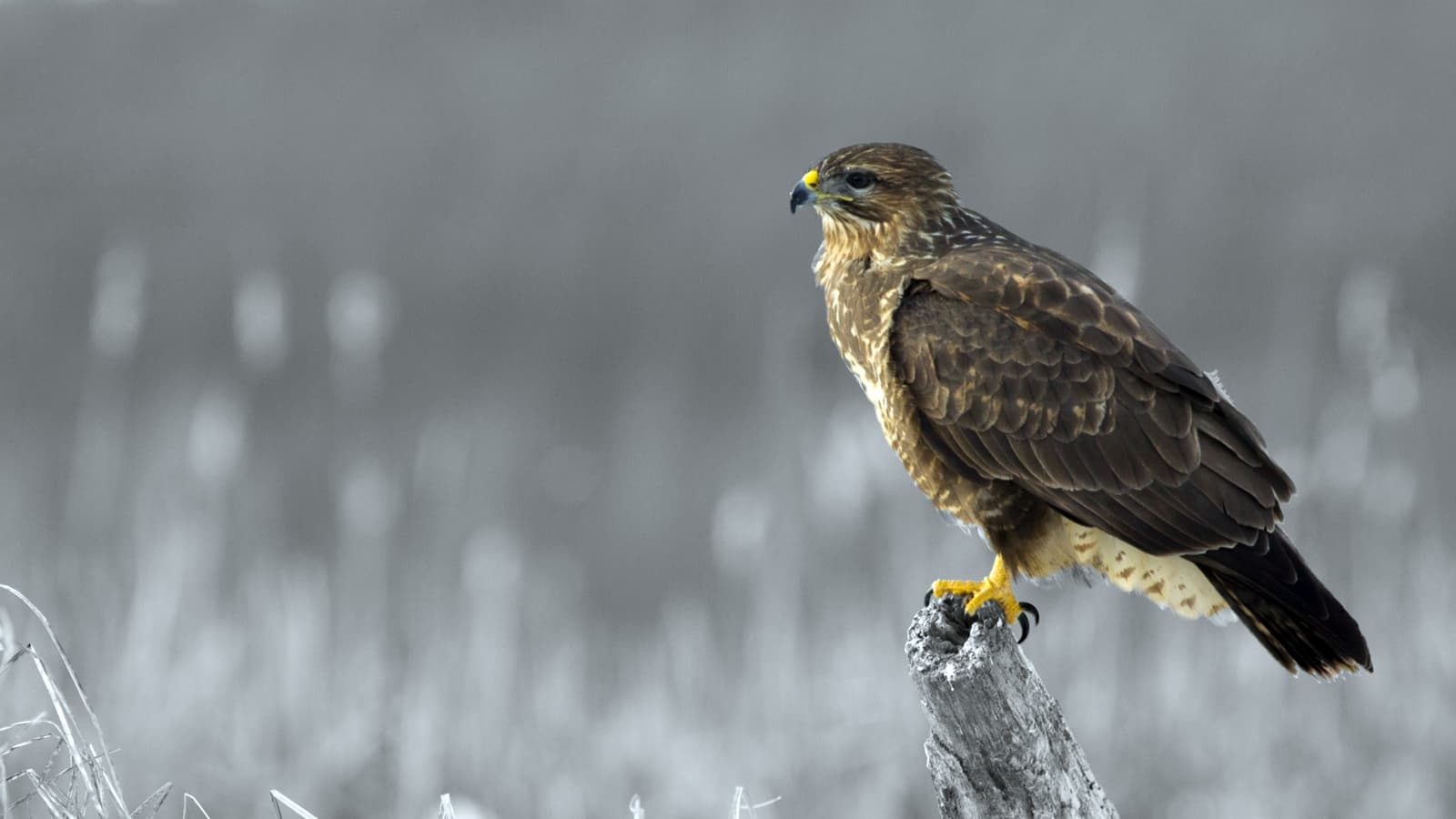 Bild 3 der Jagdschule Schönebecker Jagd- & Naturschule