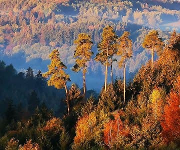 Bild 4 der Jagdschule Jagdschule Rheinhessen