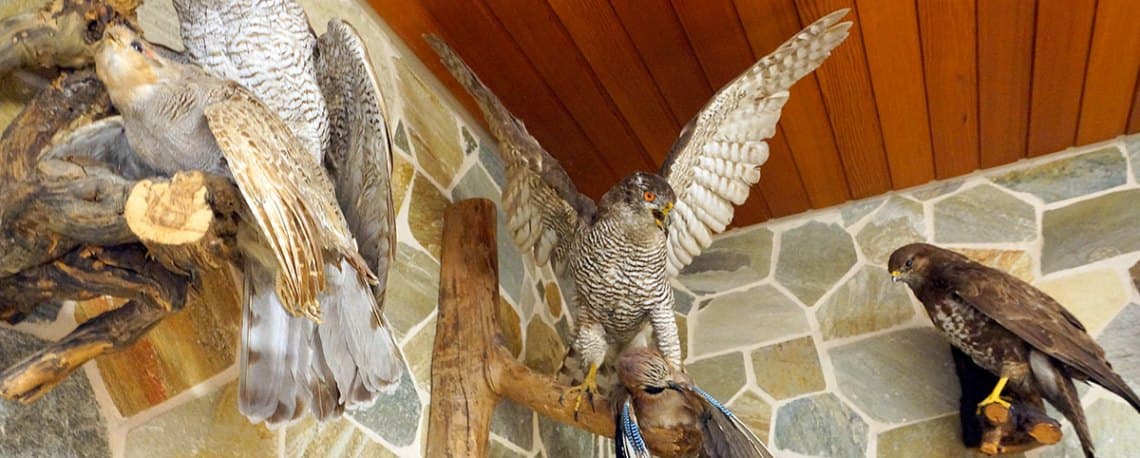 Bild 5 der Jagdschule Jagdschule Rheinhessen