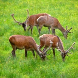 Bild 3 der Jagdschule Jagdverein Hessenjäger Kassel e.V.